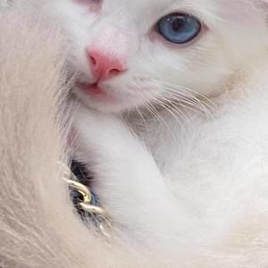 Meet your Posher, Ellen